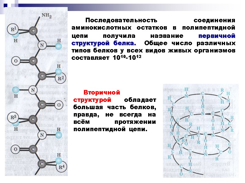 Последовательность соединения аминокислотных остатков в полипептидной цепи получила название первичной структурой белка.  Общее